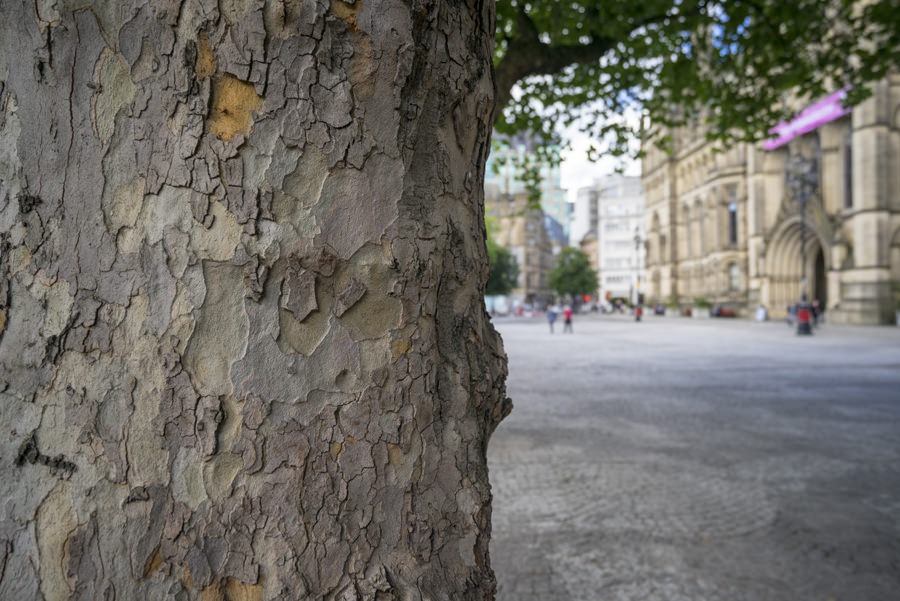 Analisi di stabilità degli alberi | Luca Masotto dottore agronomo