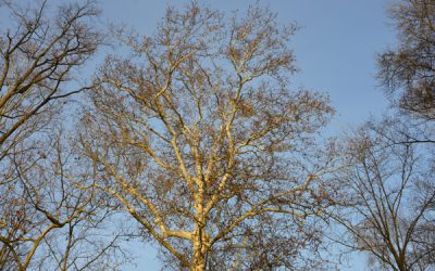 Schianto di alberi: chi paga i danni?