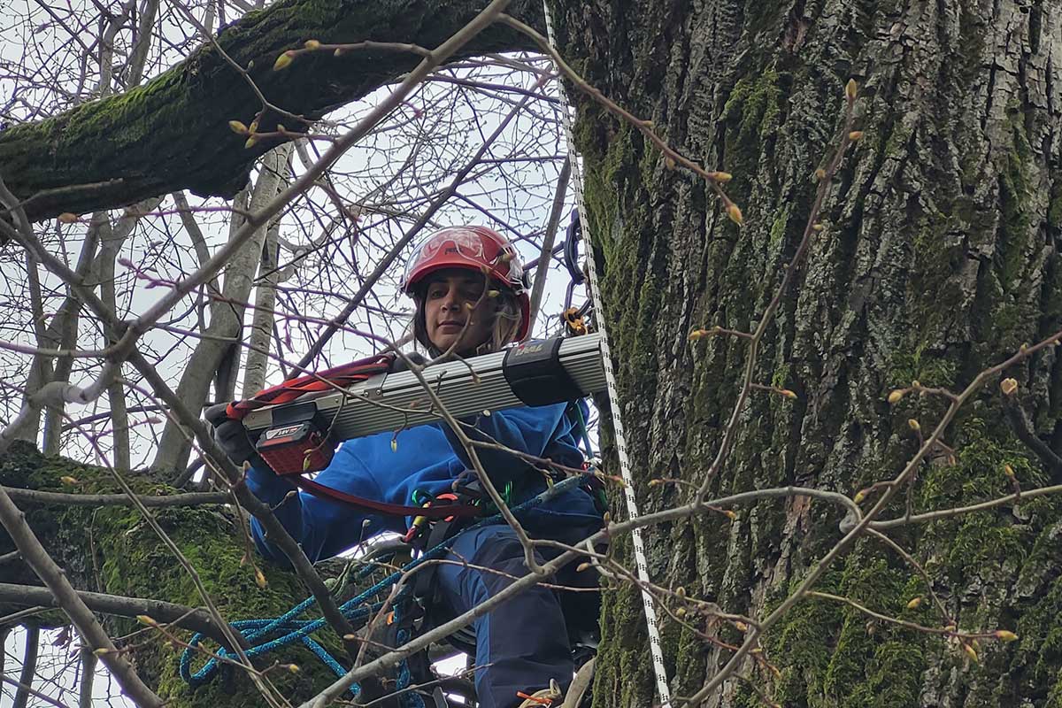 Valutazione di stabilità degli alberi