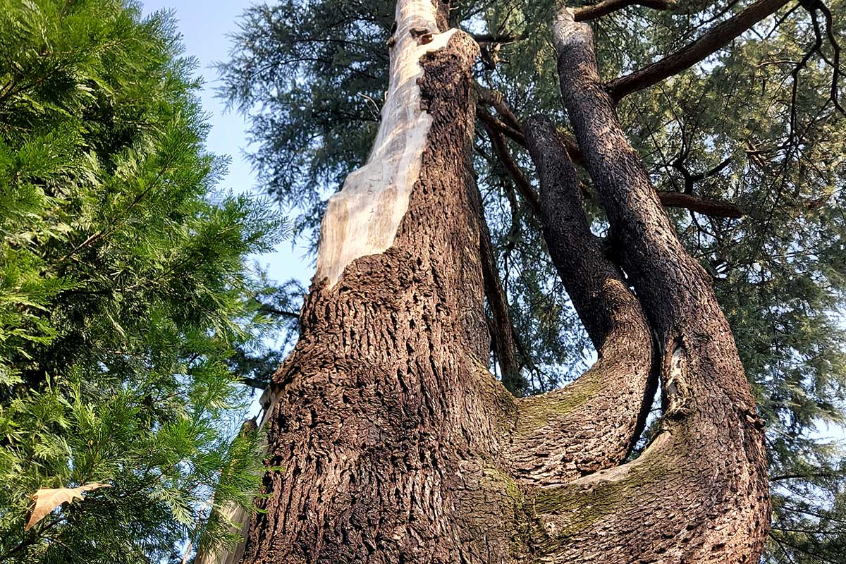 agronomo milano valutazione stabilità alberi