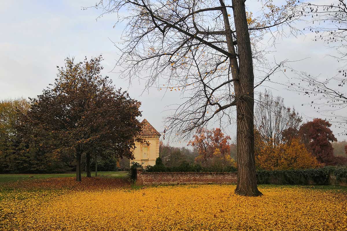 Gestione patrimoni arborei